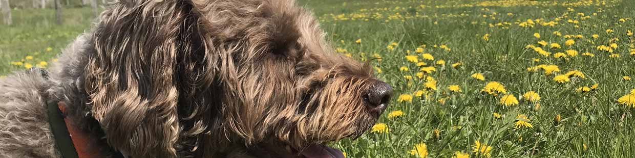 Hund Labradoodle, braun, liegt auf einer Wiese, Löwenzahn Blüten