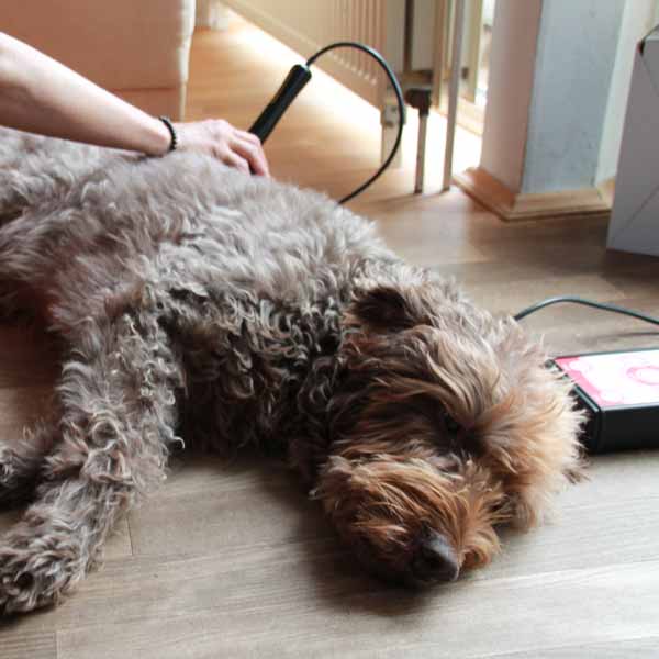 Hund, Labradoodle, braun, liegt, Behandlung Laserdusche