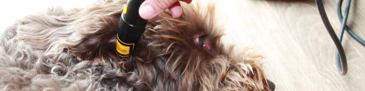 Hund Labradoodle, braun, Kopf, Laserakupunktur, Ohr