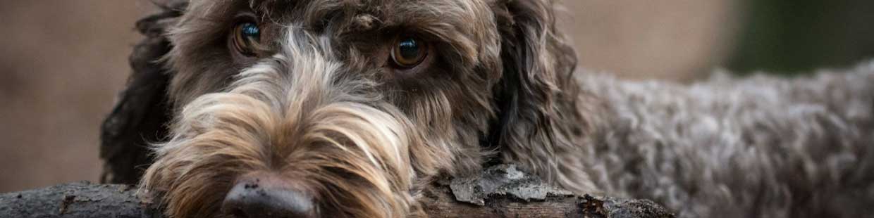 Hund, Labradoodle, Stock im Maul