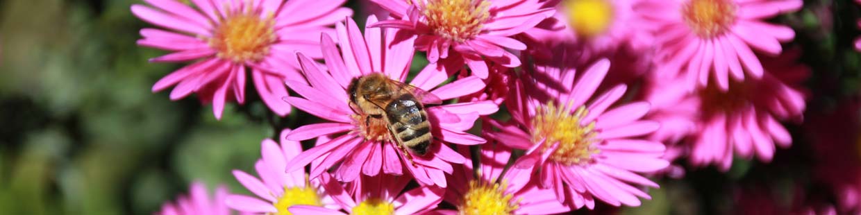 Pinke Blüten mit Biene