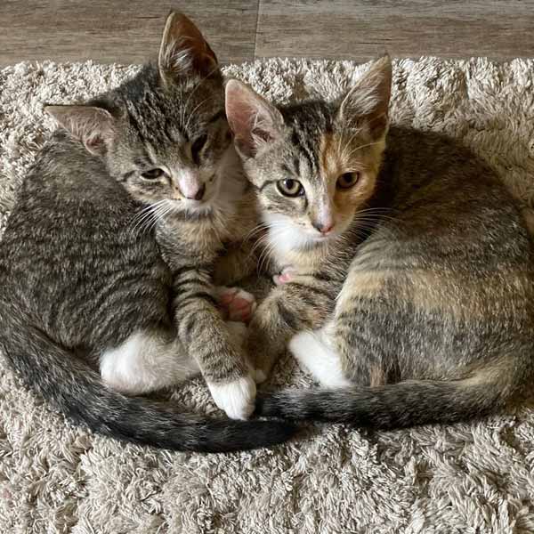 2 Baby Katzen, grau, liegen zusammen auf hell beigem Teppich