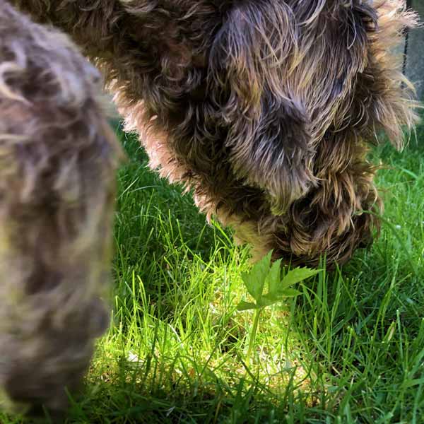 Hund, Labradoodle, braun, schnuppert im Gras