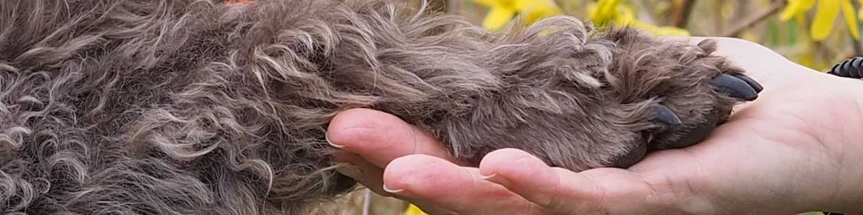 Hund, Pfote, Mensch, Hand, Labradoodle, gelbe Blumen